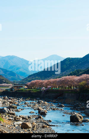 Asia, Repubblica di Corea, Corea del Sud, Gyeongsangnam-do, Jirisan National Park, la molla blossom Foto Stock