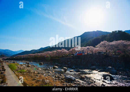 Asia, Repubblica di Corea, Corea del Sud, Gyeongsangnam-do, Jirisan National Park, la molla blossom Foto Stock