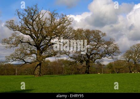 Alberi maturi in una fattoria di pecore in tarda primavera nella campagna inglese Foto Stock