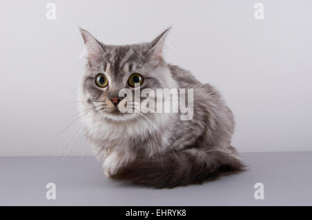 Gatto Ragdoll Foto Stock