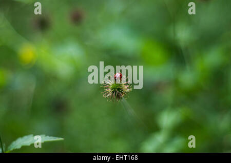 Ladybird precariamente appollaiato su un seme pungenti testa. Foto Stock