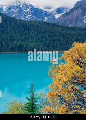 Willow Tree in autunno a colori e uccelli acquatici laghi. Il Parco Nazionale di Banff, Alberta, Canada Foto Stock