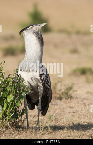 Kori bustard,Ardeotis kori,Riesentrappe, Foto Stock