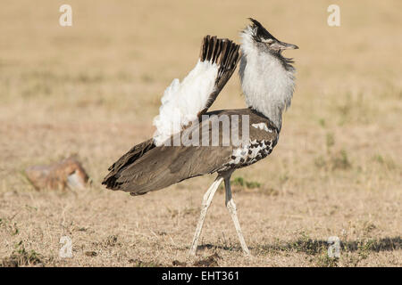 Kori bustard,Ardeotis kori,Riesentrappe, Foto Stock