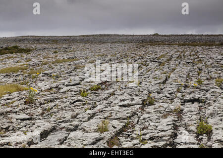 Paesaggio in The Burren National Park Foto Stock
