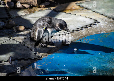 Bella e divertente penguin Sun in un peer group Foto Stock