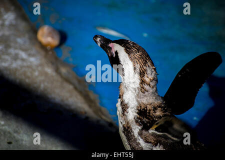 Polar, bella e divertente penguin Sun in un peer group Foto Stock