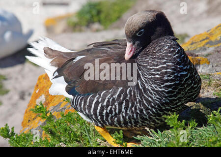 Femmina Oca Kelp nuova isola Isole Falkland Foto Stock