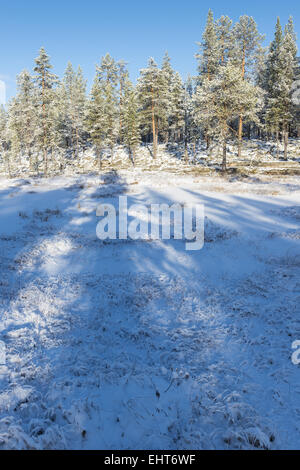 Paesaggio wintery, Lapponia, Svezia Foto Stock