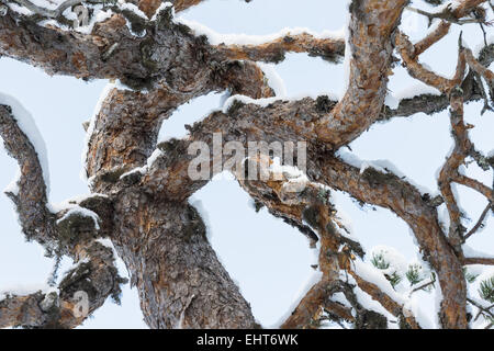 Coperta di neve pino, Lapponia, Svezia Foto Stock