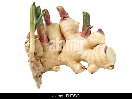 Maggiore Galangal rood Foto Stock