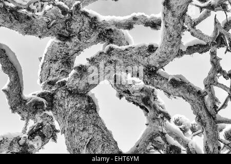 Coperta di neve pino, Lapponia, Svezia Foto Stock