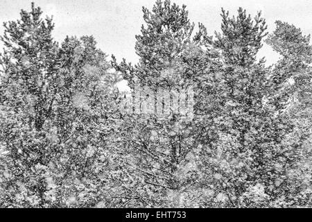 Alberi in nevicata, Lapponia, Svezia Foto Stock