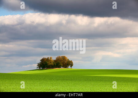 Isola di solitario pieno di alberi nel mezzo di un cornfield Foto Stock