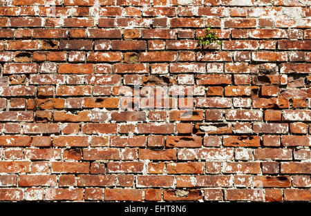 Rosso vecchio muro di mattoni Foto Stock