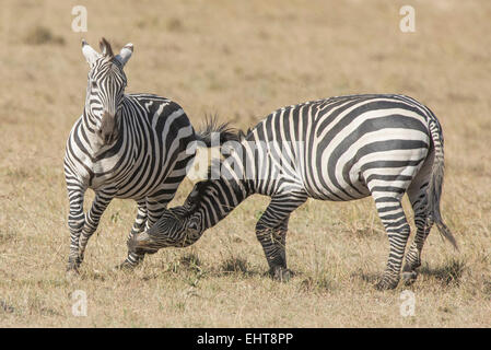 Zebra,Equus quagga,Steppenzebraa, pianure zebra, 2 maschi combattimenti Foto Stock