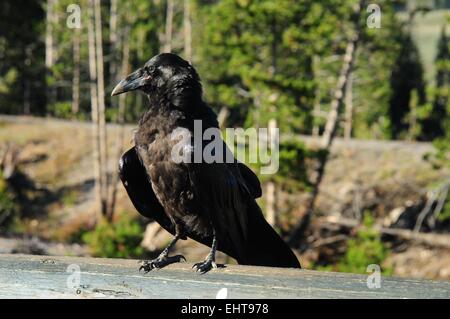 Raven sul post il Parco Nazionale di Yellowstone Wyoming USA Foto Stock