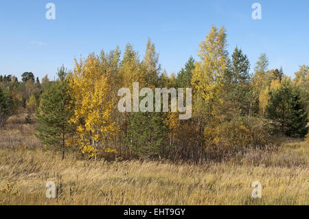 Radura nel bosco in autunno Foto Stock