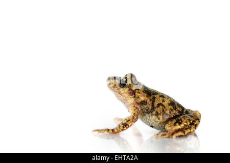 [Captive] la levatrice maiorchino toad (Alytes muletensis) è endemica del rocky terreno di pietra arenaria della Serra de Tramuntana in Foto Stock