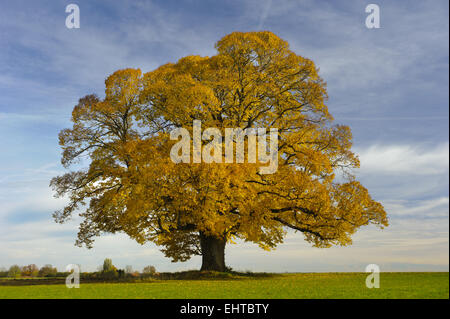 Unico grande albero di tiglio in autunno Foto Stock