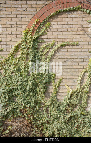 Variegata di edera che cresce su una decorazione a parete di mattoni Foto Stock