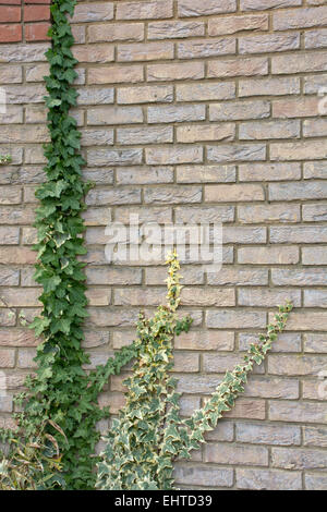 Ivy cresce un muro di mattoni Foto Stock