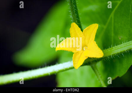 Fioritura di cetriolo (Cucumis sativus) Foto Stock