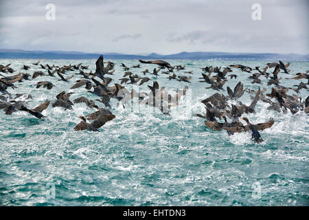 Enorme sciame del cormorano (Phalacrocorax carbo) in Mossel Bay Western Cape, Sud Africa Foto Stock