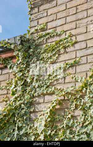 Variegata di edera che cresce su un muro di mattoni Foto Stock