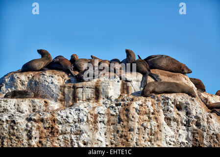 Colonia di marrone pelliccia sigillo (Arctocephalus pusillus) davanti a Mossel Bay Western Cape, Sud Africa Foto Stock