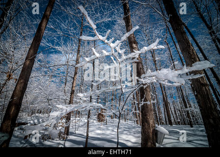 Una passeggiata attraverso i boschi. Coperta di neve baby acero. Foto Stock