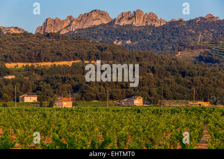 Vigneti di Gigondas, VAUCLUSE PROVENCE, Francia Foto Stock