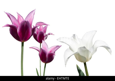 Bianco e viola i tulipani su sfondo bianco Foto Stock