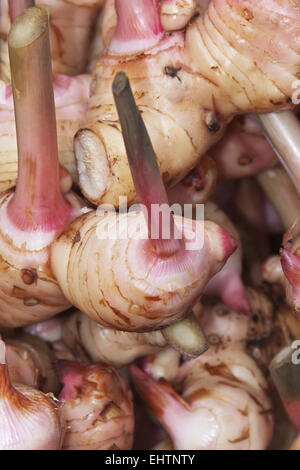 Maggiore Galangal rood Foto Stock