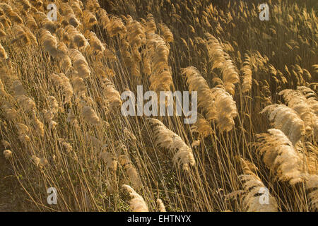 Illustrazione della CAMARGUE, Gard (30), LANGUEDOC-ROUSSILLON, Francia Foto Stock