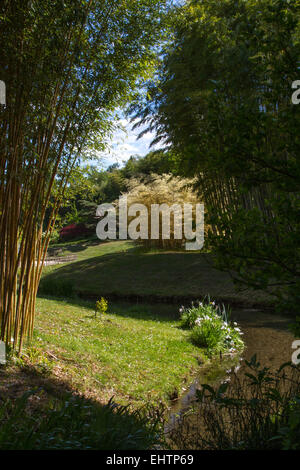 La piantagione di bambù di ANDUZE, GENERARGUES, Gard (30), LANGUEDOC-ROUSSILLON, Francia Foto Stock