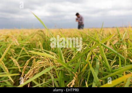 La coltura del riso IN CAMARGUE, SAINT-LAURENT D'Aigouze, (30), GARD LANGUEDOC-ROUSSILLON, Francia Foto Stock