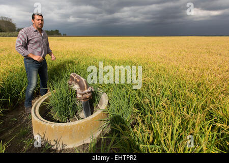 La coltura del riso IN CAMARGUE, SAINT-LAURENT D'Aigouze, (30), GARD LANGUEDOC-ROUSSILLON, Francia Foto Stock