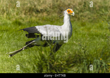 Segretario Bird (Sagittarius serpentarius) Foto Stock