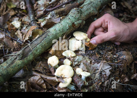 La raccolta di funghi commestibili (sweet tooth, legno riccio, riccio fungo) nella foresta di CONCHES-EN-Ouche, Eure (27), Francia Foto Stock