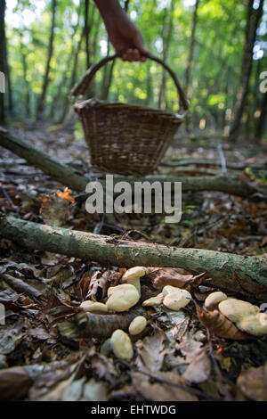 La raccolta di funghi commestibili (sweet tooth, legno riccio, riccio fungo) nella foresta di CONCHES-EN-Ouche, Eure (27), Francia Foto Stock