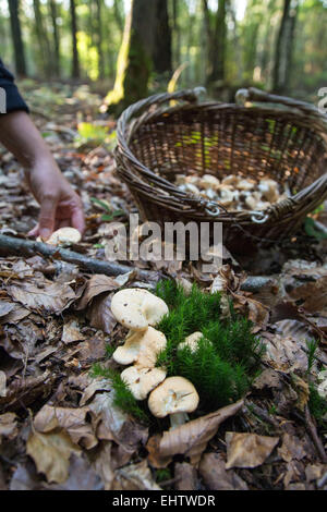 La raccolta di funghi commestibili (sweet tooth, legno riccio, riccio fungo) nella foresta di CONCHES-EN-Ouche, Eure (27), Francia Foto Stock