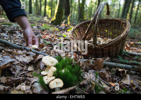 La raccolta di funghi commestibili (sweet tooth, legno riccio, riccio fungo) nella foresta di CONCHES-EN-Ouche, Eure (27), Francia Foto Stock