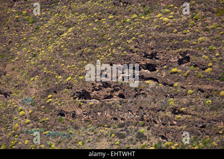 Barranco de Guayadeque, grotte naturali alle pendici del Barranco, alcuni fatti abitabile Foto Stock