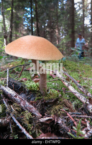 La raccolta di funghi in Eure (27), Alta Normandia, Francia Foto Stock