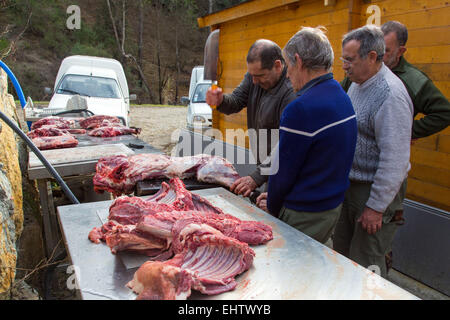 PARTIE DE CHASSE AUX SANGLIERS, CONTES. (06) Alpes-maritimes, francia Foto Stock