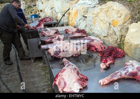 PARTIE DE CHASSE AUX SANGLIERS, CONTES. (06) Alpes-maritimes, francia Foto Stock