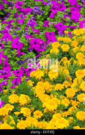 Sfondo di fiori multicolori in estate Foto Stock