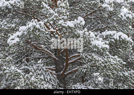 Coperta di neve pino, Lapponia, Svezia Foto Stock