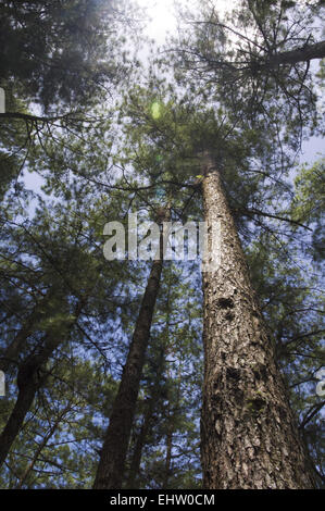 Sole che splende attraverso la foresta di conifere Foto Stock